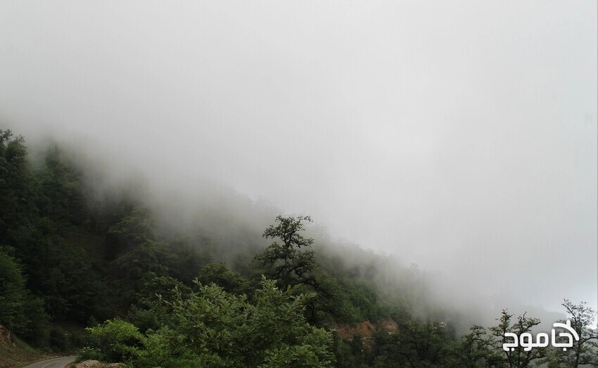 تصویری از جنگل در مه