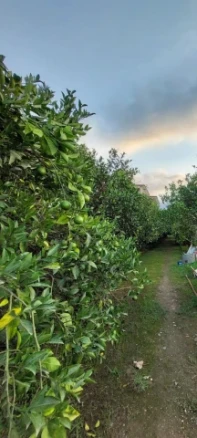 اجاره کلبه چوبی ساحلی دربست-مازندران، رامسر